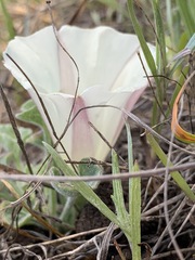 Calystegia collina