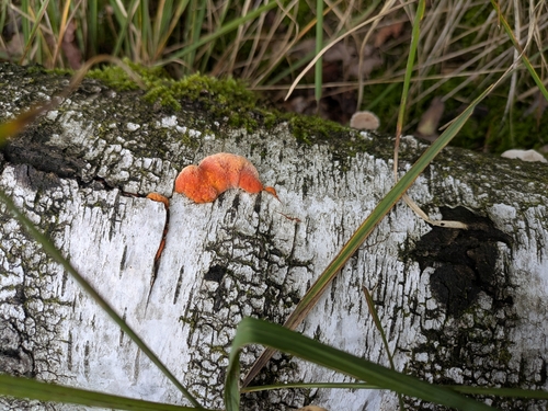 Northern Cinnabar Polypore