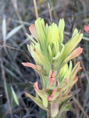 Castilleja affinis neglecta