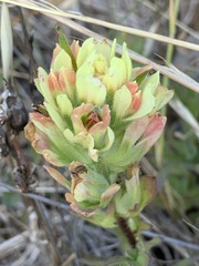 Castilleja affinis neglecta