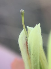 Castilleja affinis neglecta