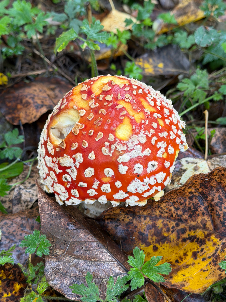 Fly Agaric · October 2026 · photo: Photo: no rights reserved · iNaturalist