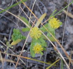 Triptilodiscus pygmaeus