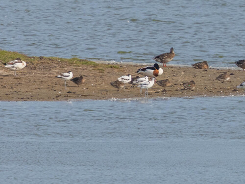 Pied Avocet