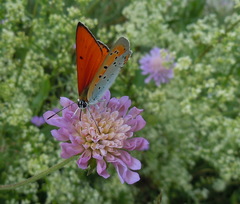 Lycaena dispar