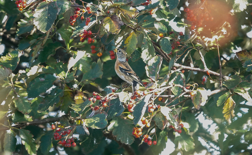 Brambling