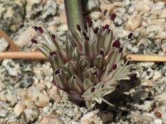 Allium burlewii