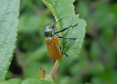 Labidostomis