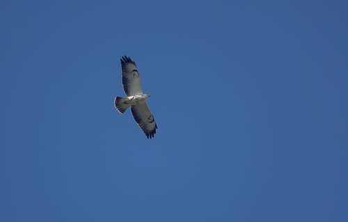 Common Buzzard