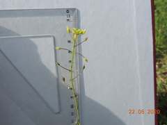 Camelina microcarpa