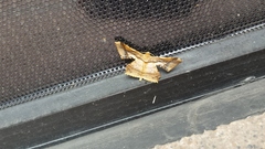 Krananda latimarginaria