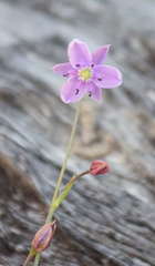 Arthropodium minus