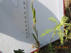 Camelina microcarpa