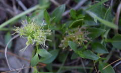 Opercularia ovata