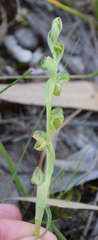 Pterostylis mutica
