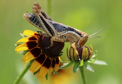 Melanoplus ponderosus