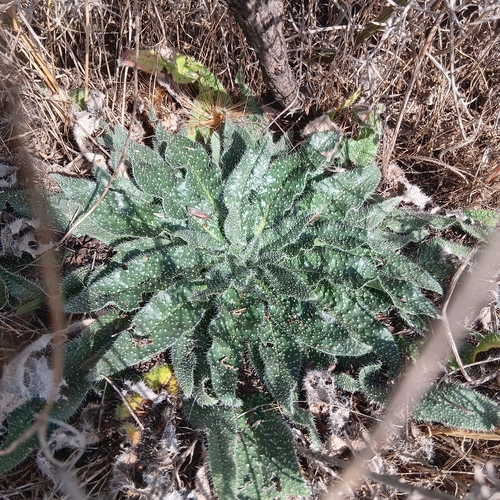 Echium asperrimum