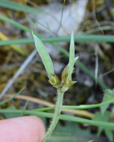 Image of Clover Glycine (Glycine latrobeana) by (c) Kevin Sparrow, some rights reserved (CC BY)