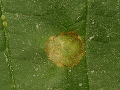 Drisina glutinosa