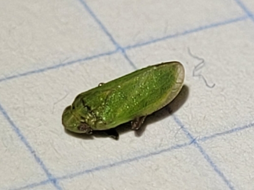 Tettigometra virescens