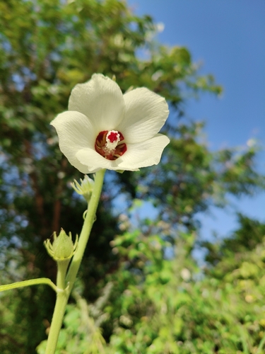 Abelmoschus manihot observed 2026-10-02