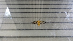 Amata grotei
