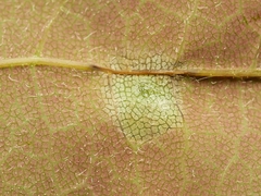 Drisina glutinosa