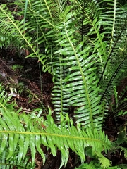 Blechnum nudum