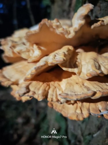 chicken of the woods