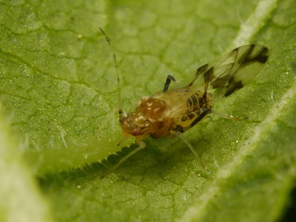 Elm aphid