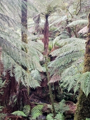 Cyathea cunninghamii