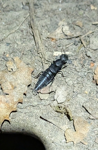 Devil's Coach Horse Beetle