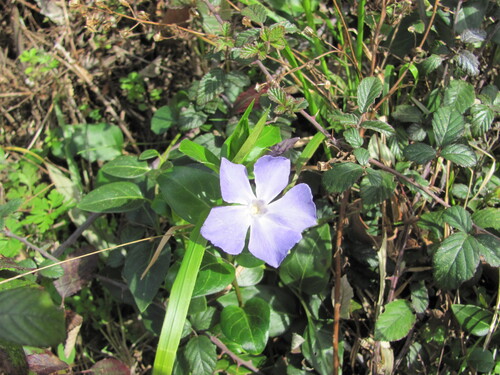 Greater periwinkle (Vinca major)