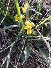 Viola nuttallii