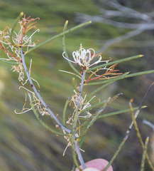 Hakea rostrata