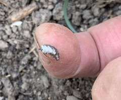 Meligramma triangulifera