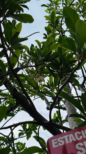 Dillenia indica observed 2026-10-02