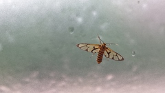 Amata grotei