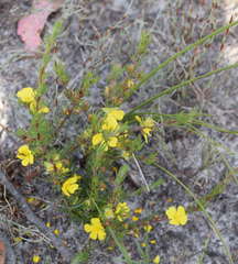 Hibbertia prostrata