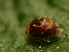 Clitostethus arcuatus