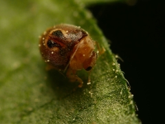 Clitostethus arcuatus