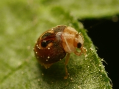 Clitostethus arcuatus