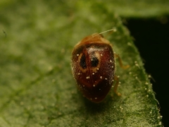 Clitostethus arcuatus
