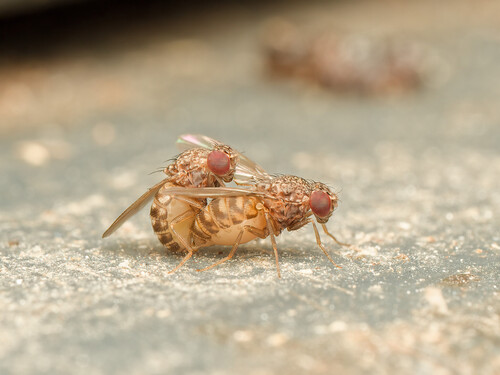 Drosophila repleta observed 2026-10-01