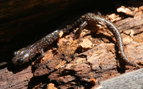 Aneides hardii