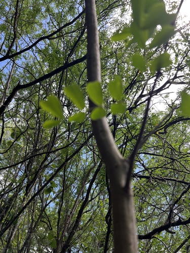 Haematoxylum campechianum observed 2026-10-02
