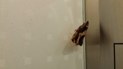 Bastilla crameri