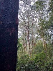 Eucalyptus regnans