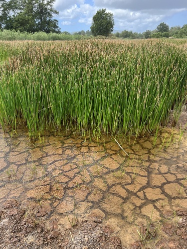 Eleocharis mutata observed 2026-10-02