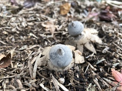 Geastrum tenuipes